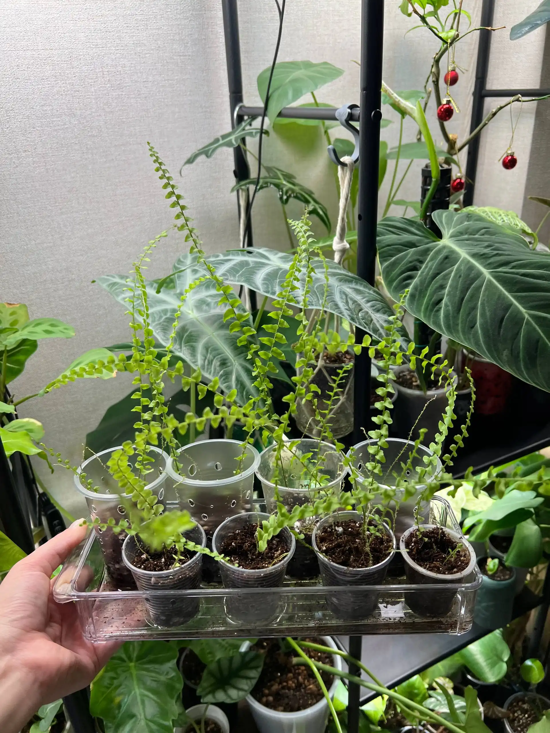 Продажа деток Нефролеписа - Комнатные растения (Хобби и отдых) в Красноярск