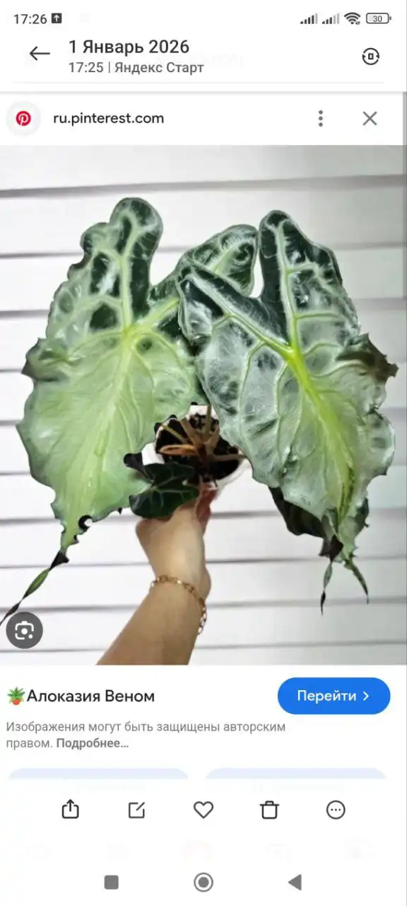 Продам клубень алоказии Веном - Комнатные растения (Хобби и отдых) в Красноярск