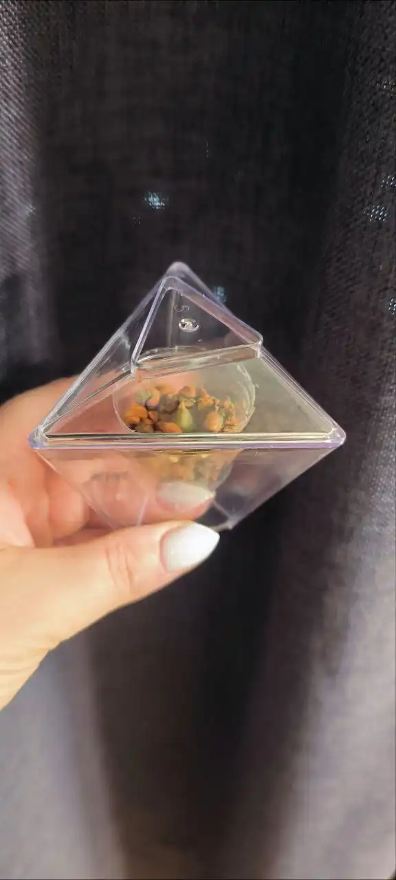 Продам клубень алоказии Веном - Комнатные растения (Хобби и отдых) в Красноярск