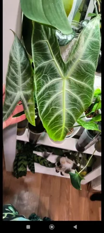 Клубни алоказии корхалтси - Комнатные растения в Красноярск