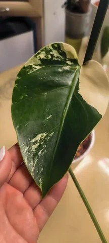 Укоренённый черенок монстеры минт - Комнатные растения в Красноярск