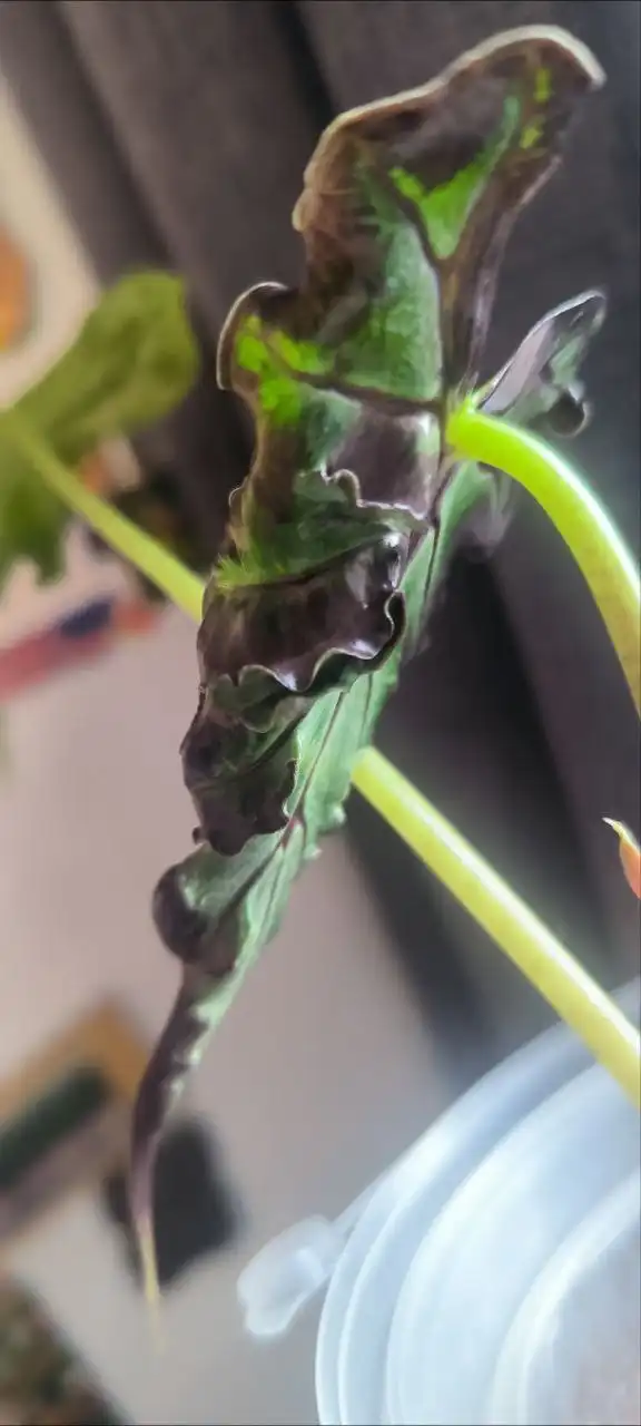 Клубни алоказии локо - Комнатные растения (Хобби и отдых) в Красноярск