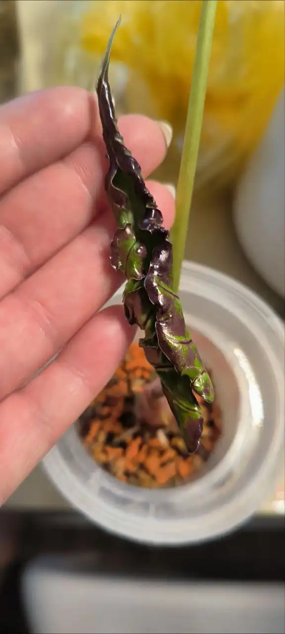 Клубни алоказии локо - Комнатные растения (Хобби и отдых) в Красноярск