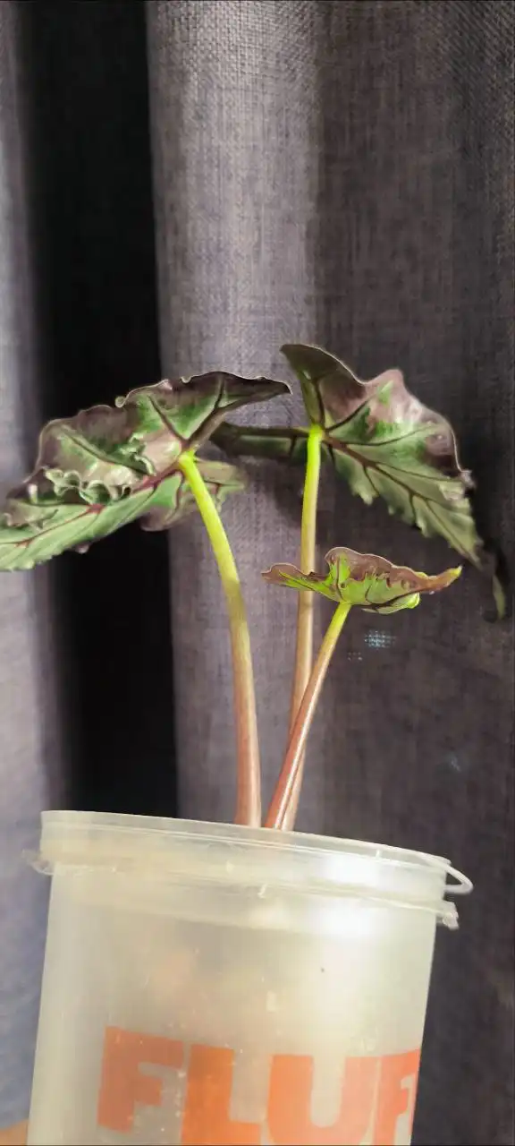 Клубни алоказии локо - Комнатные растения (Хобби и отдых) в Красноярск