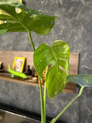 Продажа комнатного растения - Комнатные растения в Красноярск