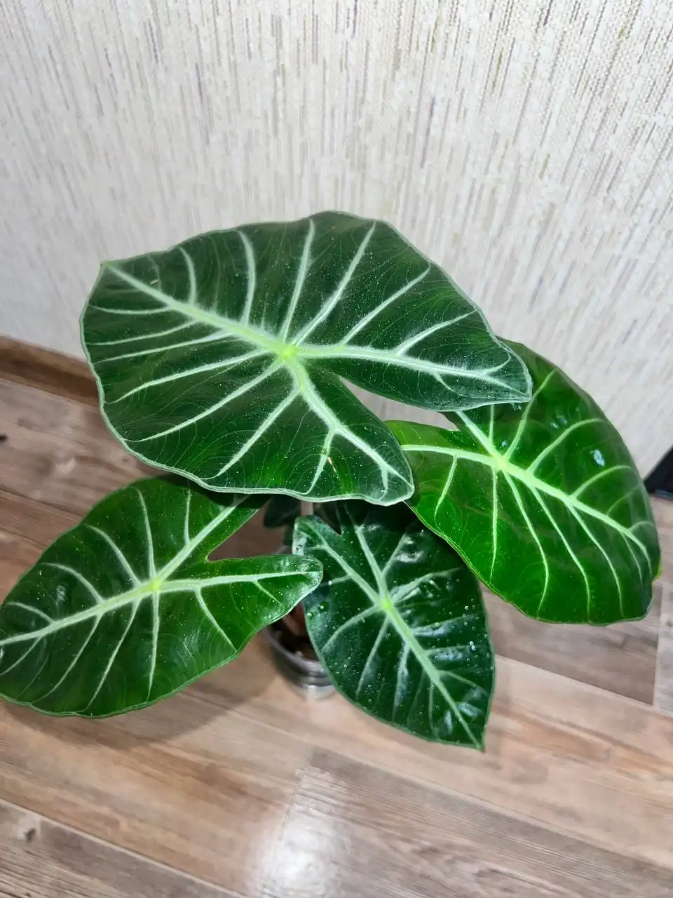 Дракон пинк, детка с хорошей корневой - Комнатные растения (Хобби и отдых) в Красноярск