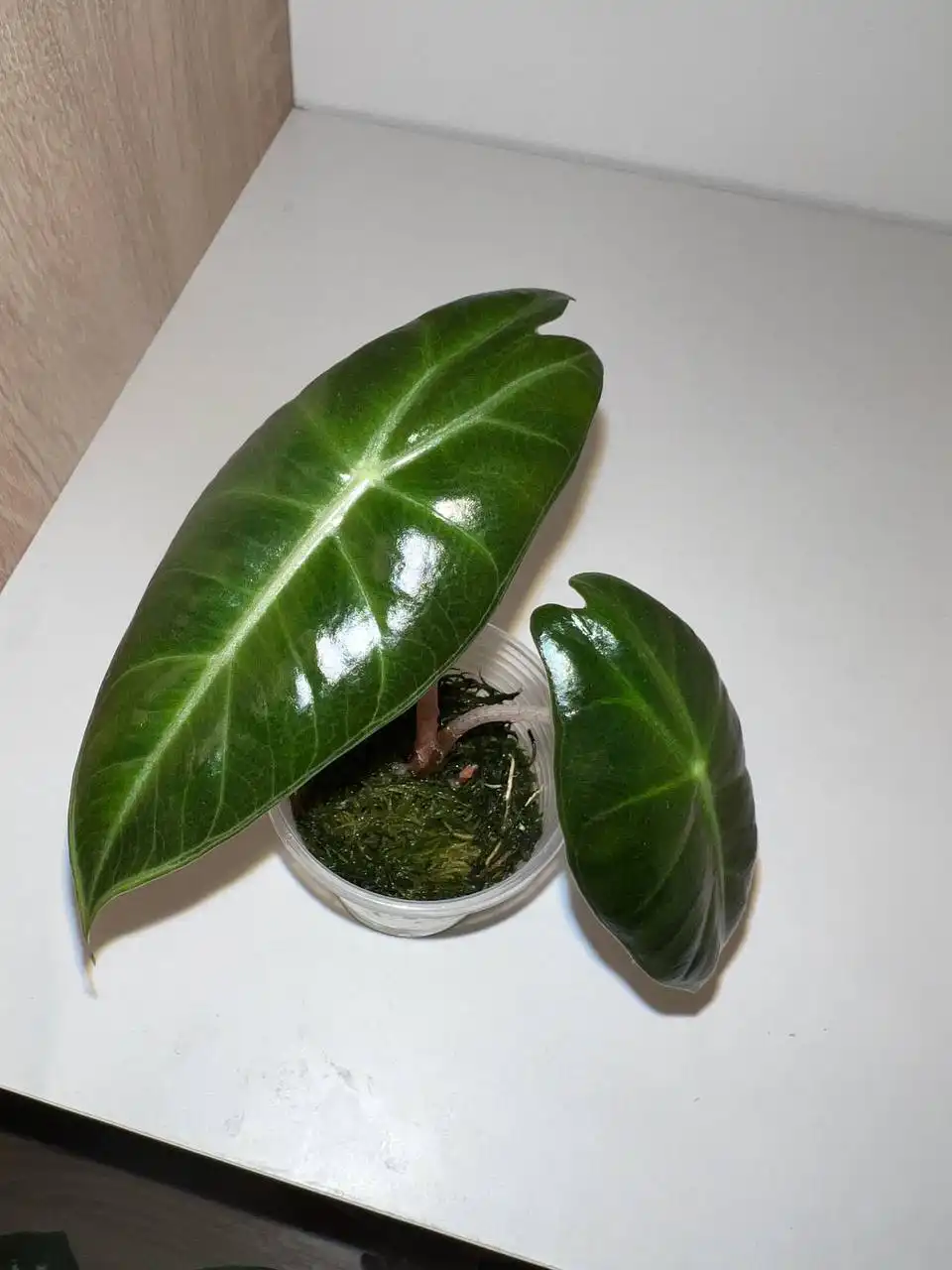 Дракон пинк, детка с хорошей корневой - Комнатные растения (Хобби и отдых) в Красноярск