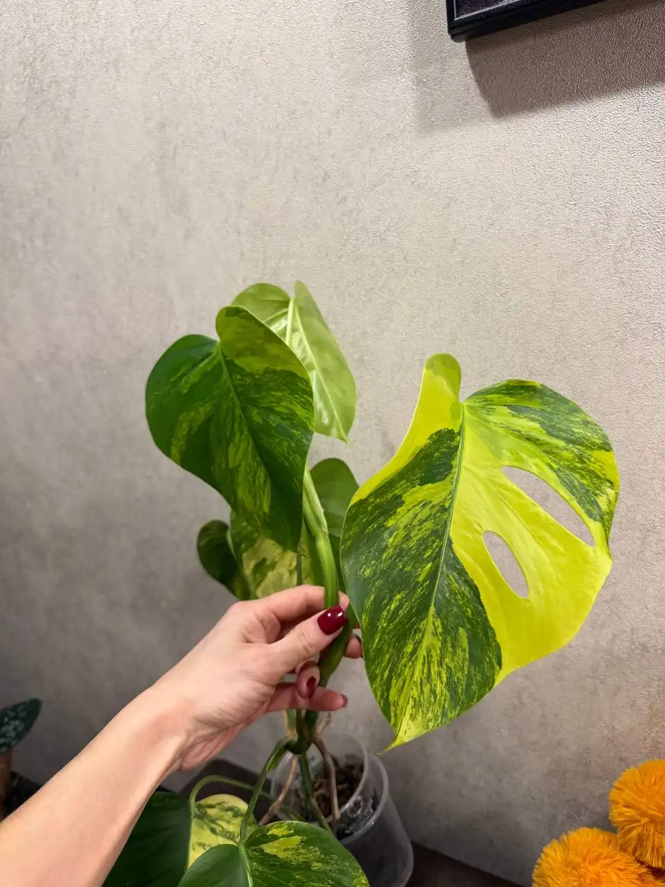 Проблема с листьями у Еллоу с конца августа