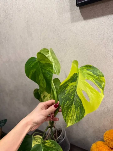 Проблема с листьями у Еллоу с конца августа - частное объявление в Красноярск