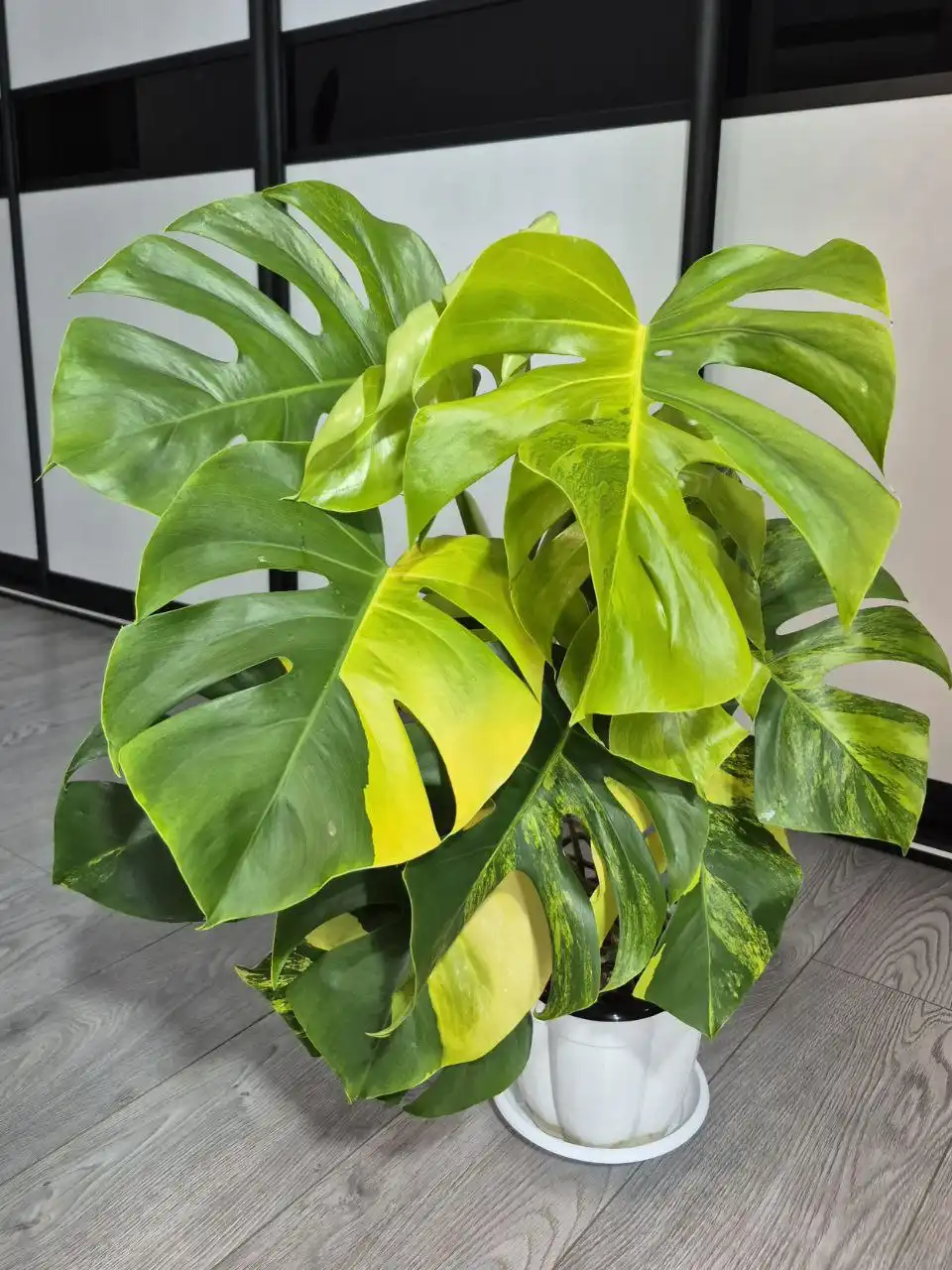 Комнатные растения в Красноярске