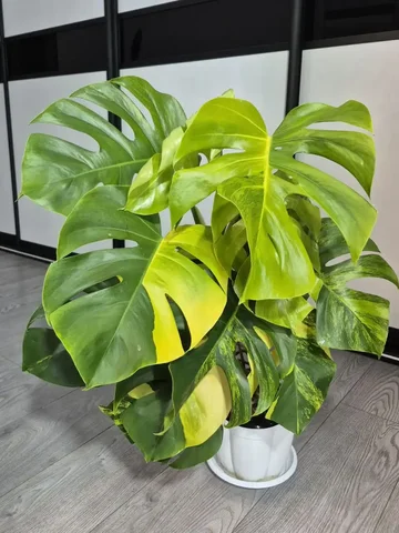 Комнатные растения в Красноярске - частное объявление в Красноярск