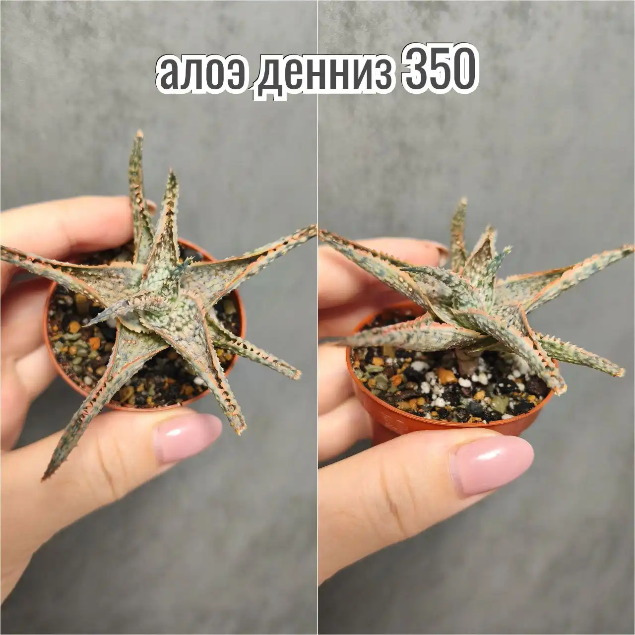 Продажа комнатных растений в Красноярске