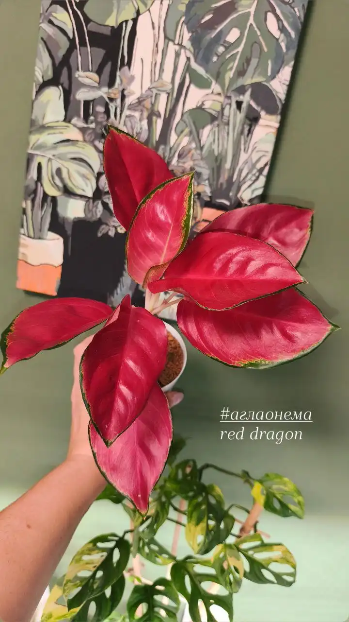 Продам комнатные растения