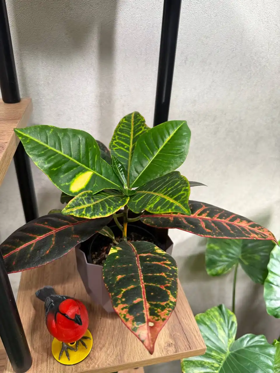 Кротон из серии "Батон" - вопросы по уходу