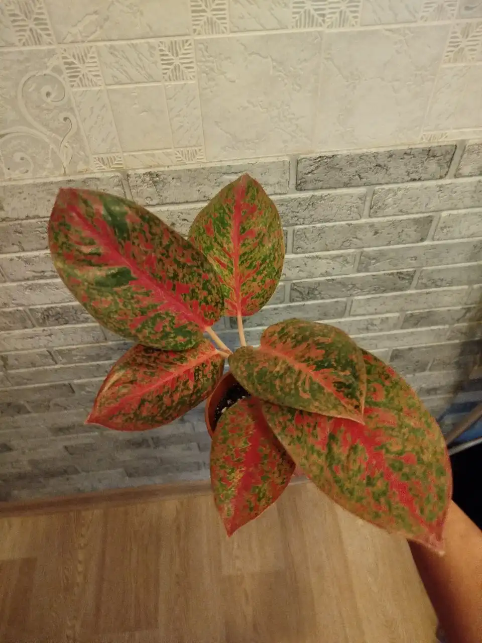 Аглаонема саб Монгол - Комнатные растения (Хобби и отдых) в Красноярск