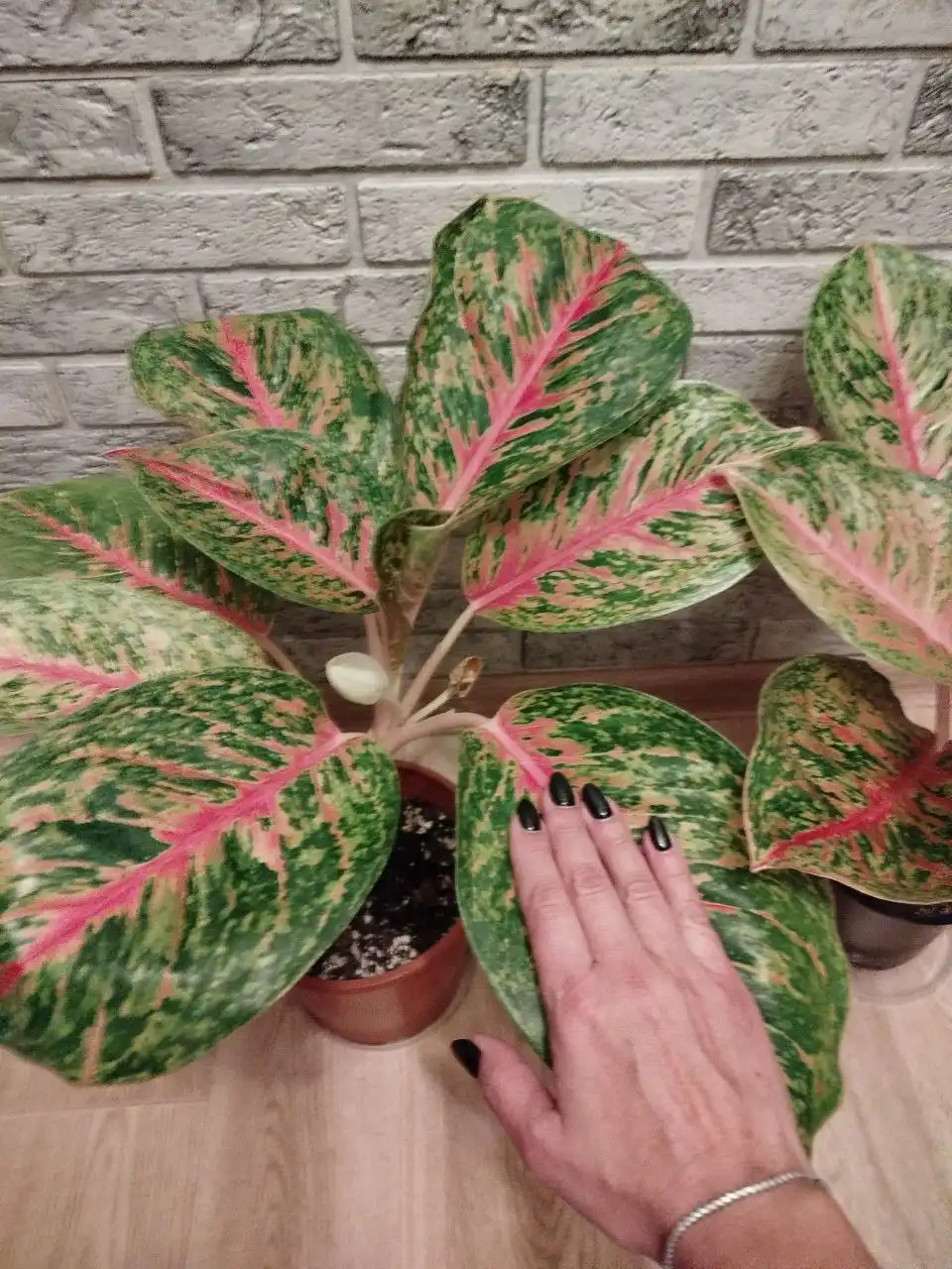 Аглаонема боксинг комнатное растение