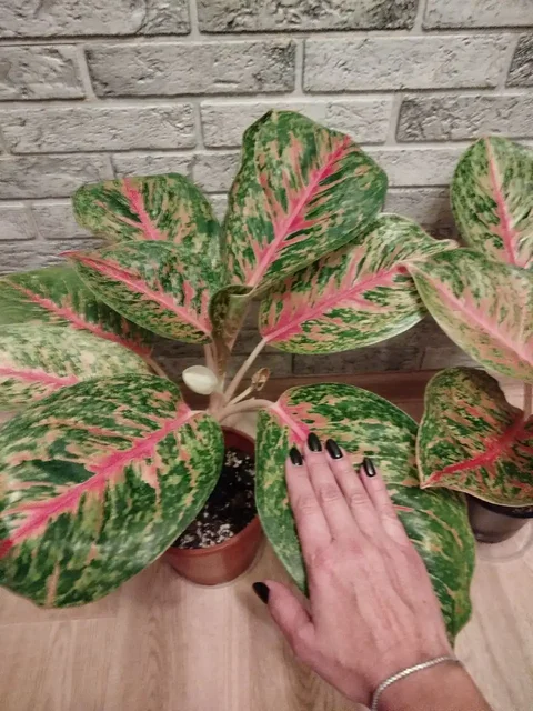 Аглаонема боксинг комнатное растение - Хобби и отдых в Красноярск