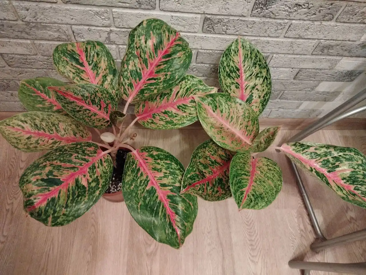 Аглаонема боксинг комнатное растение