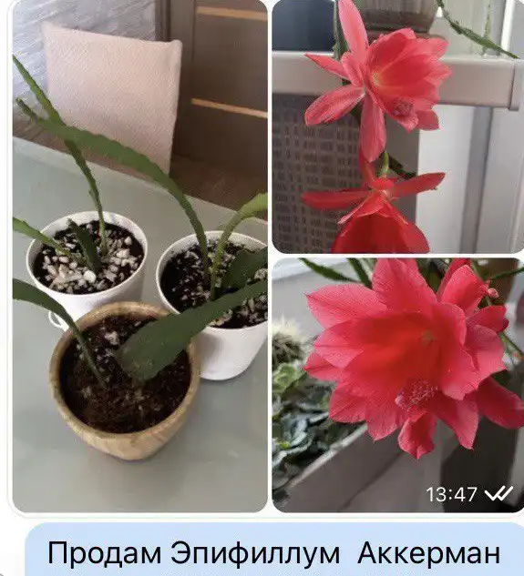 Комнатные растения в Абакане