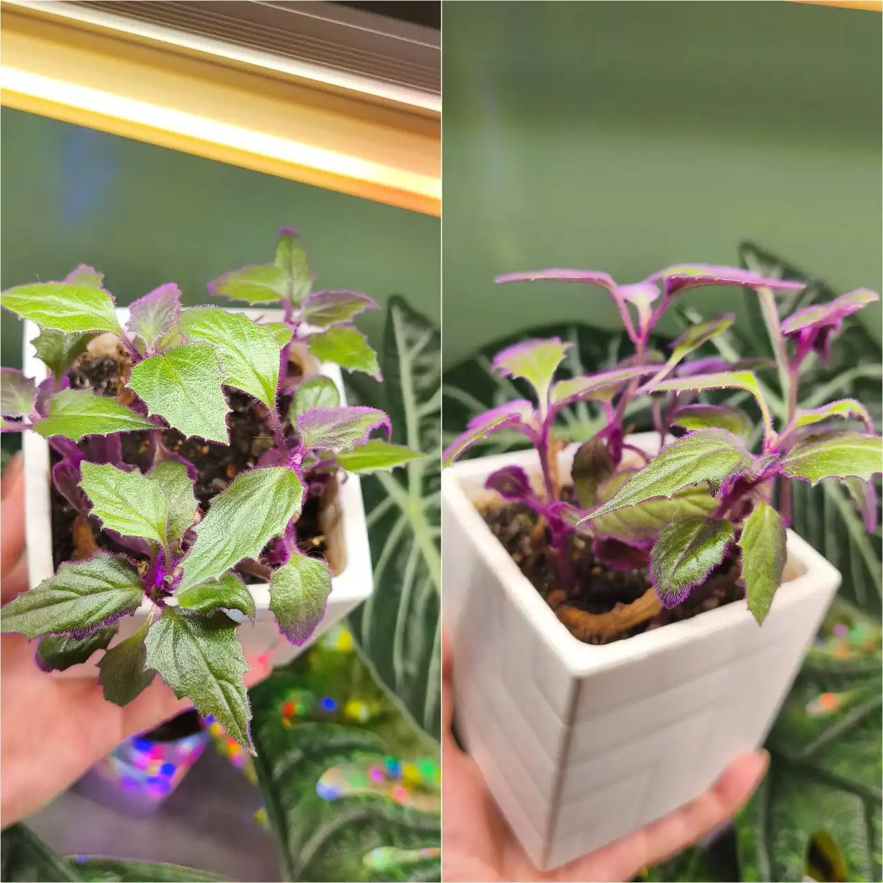 Продам Гинуру с горшком