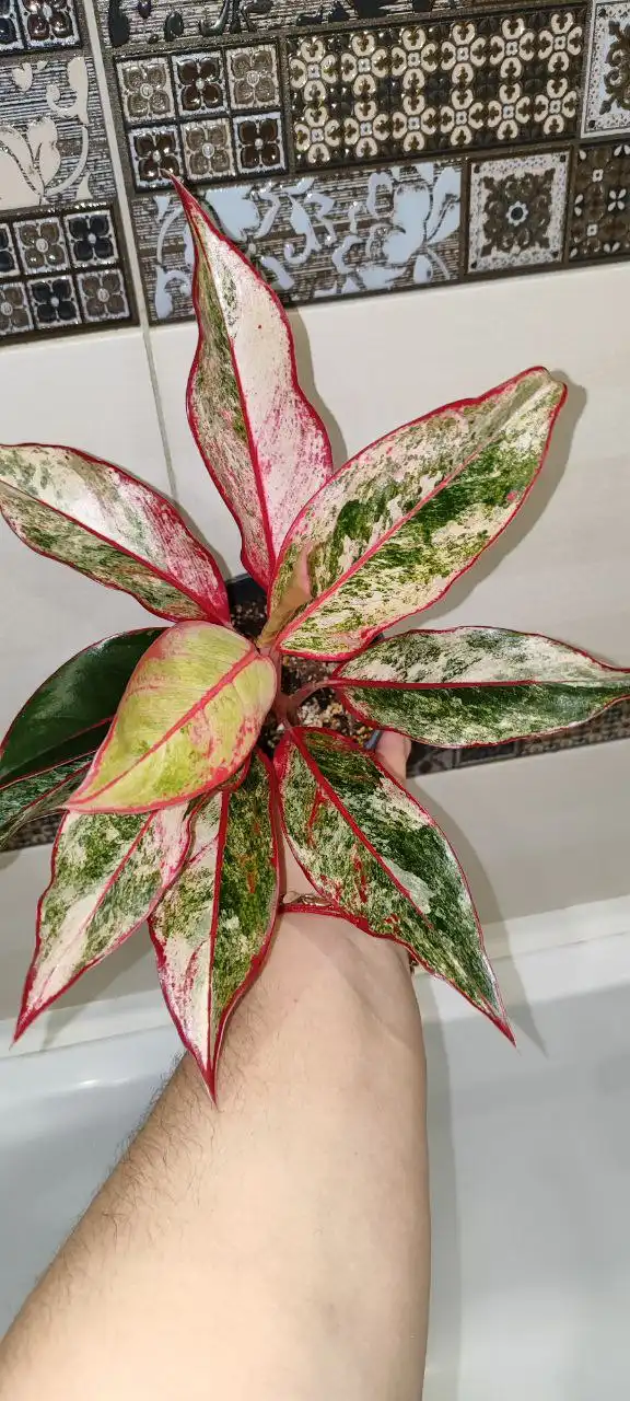 Продам Аглаонему Сиам Аврора Вариегатная