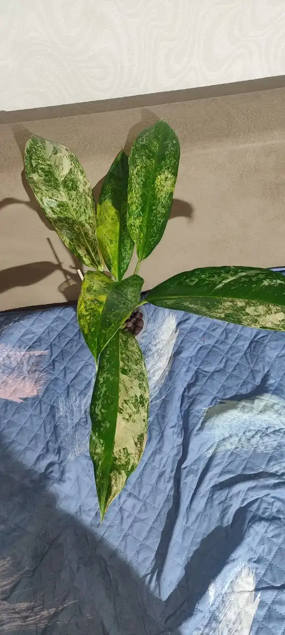 Продам огромную аглаонему