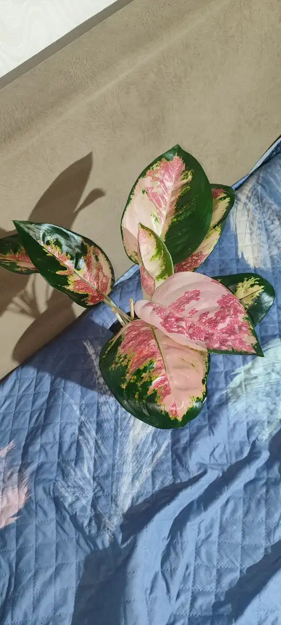 Продам комнатное растение КОЧИН ТРИКОЛО