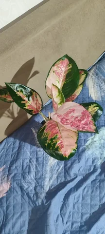 Продам комнатное растение КОЧИН ТРИКОЛО - Хобби и отдых в Красноярск