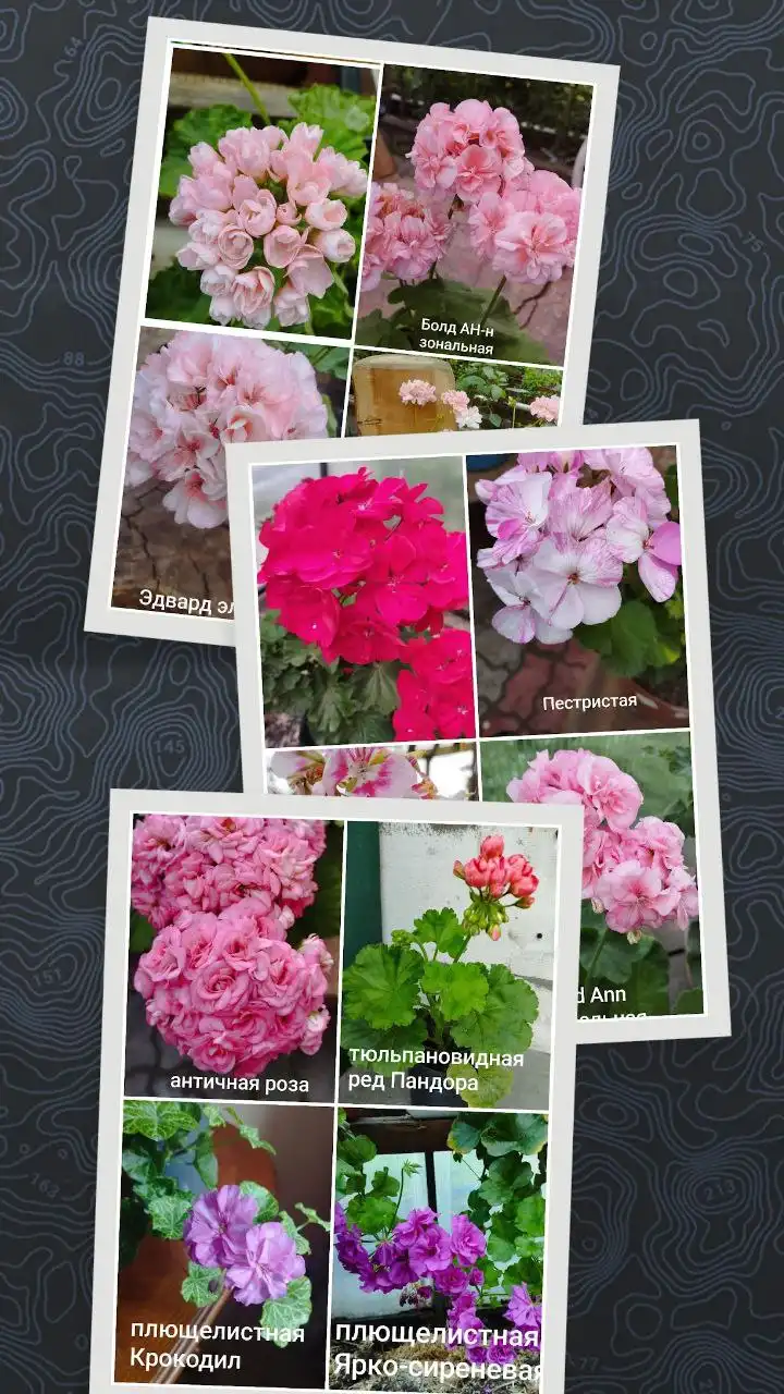 Большой выбор пеларгоний