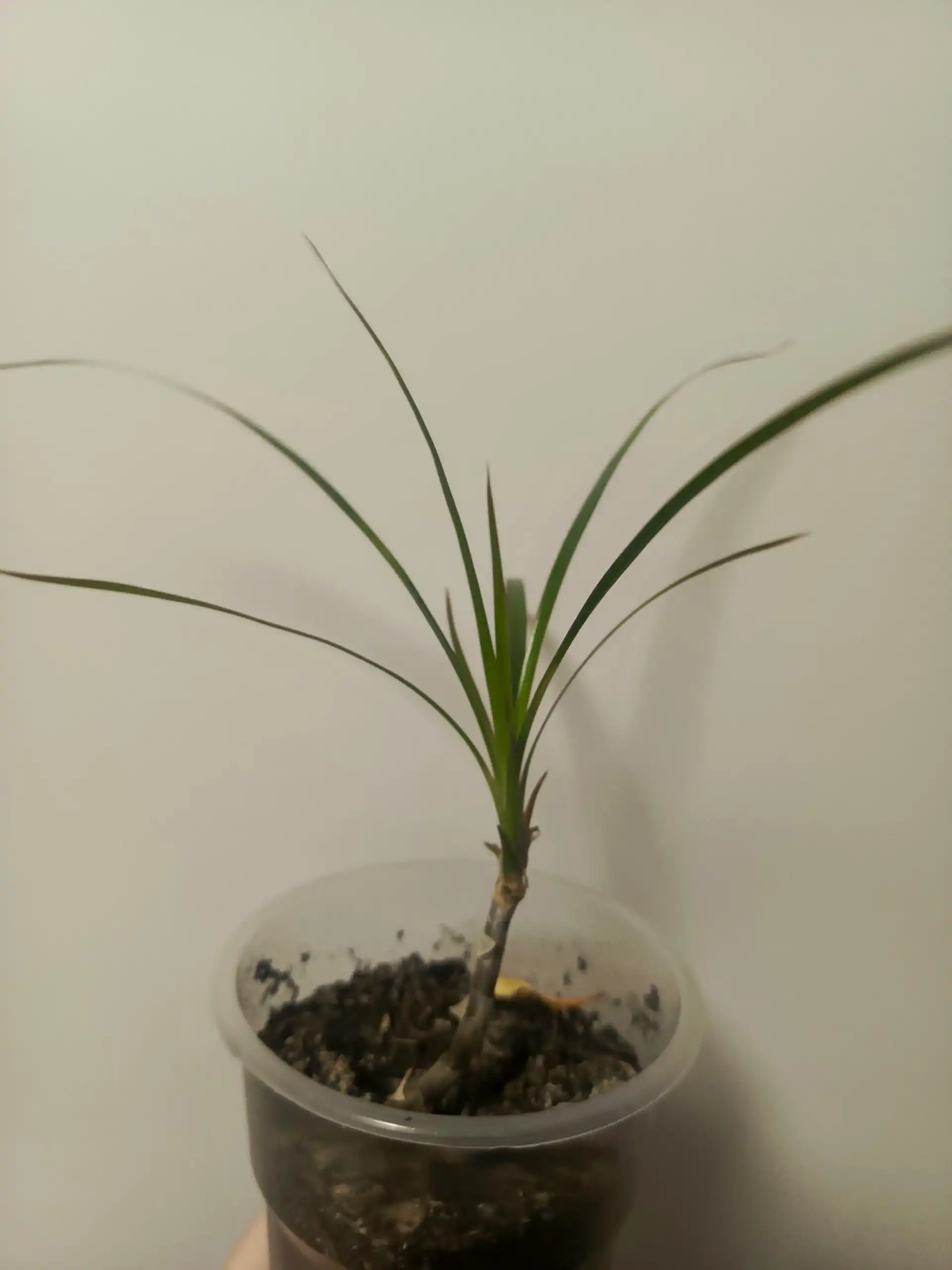 Продам малышек драцены