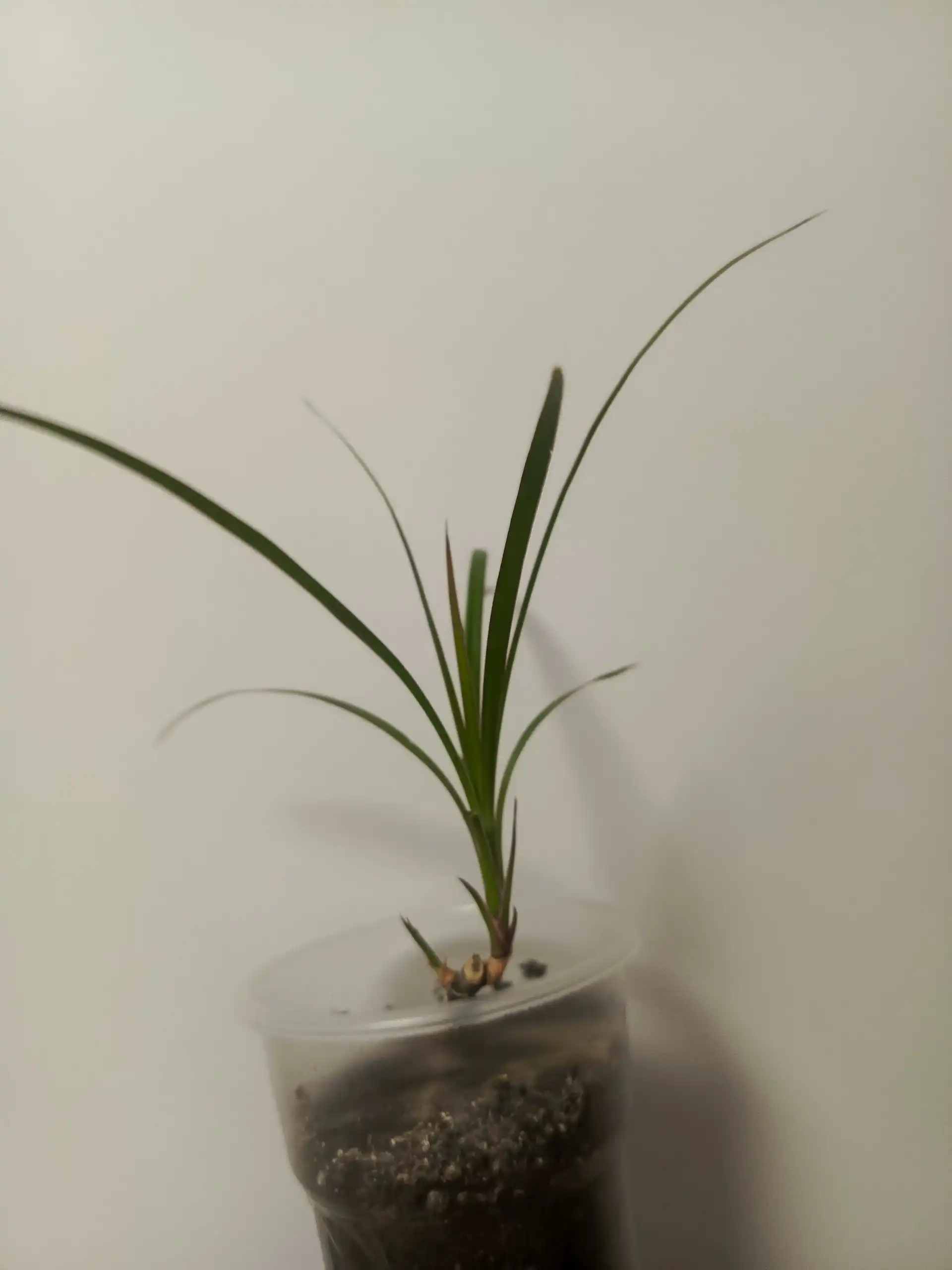 Продам малышек драцены