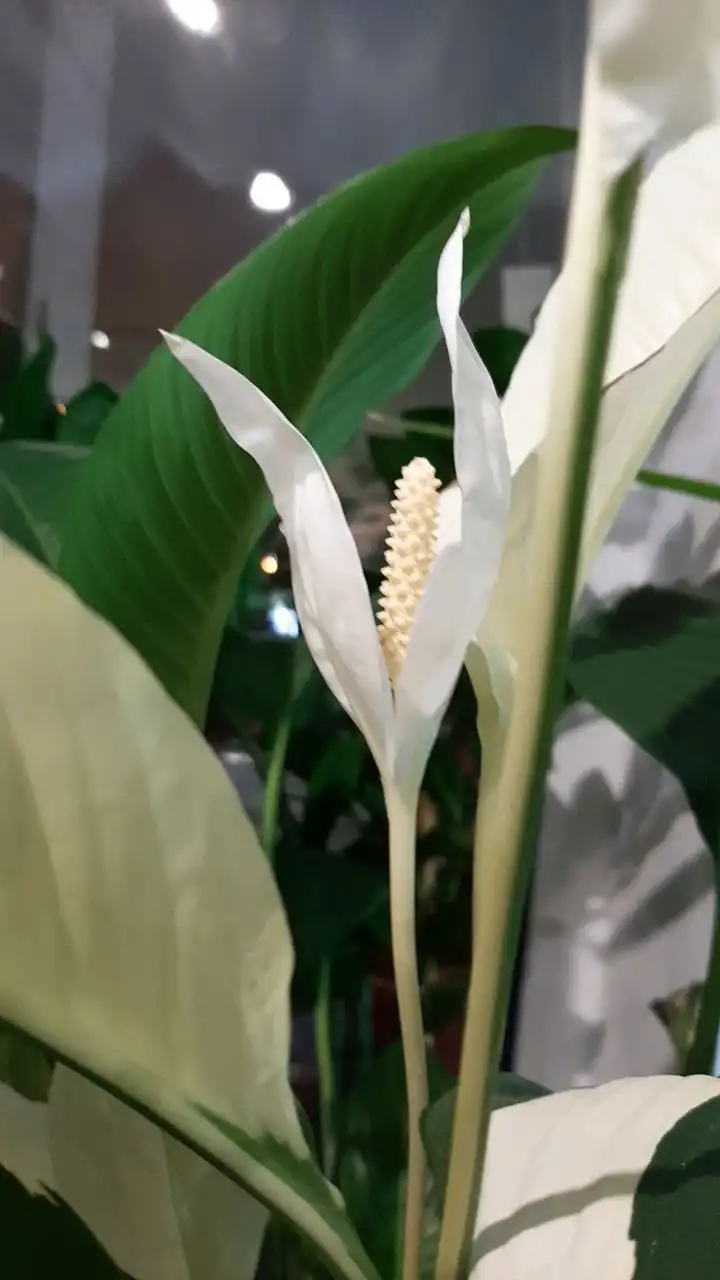 Спатифиллум Пикассо с необычным цветением