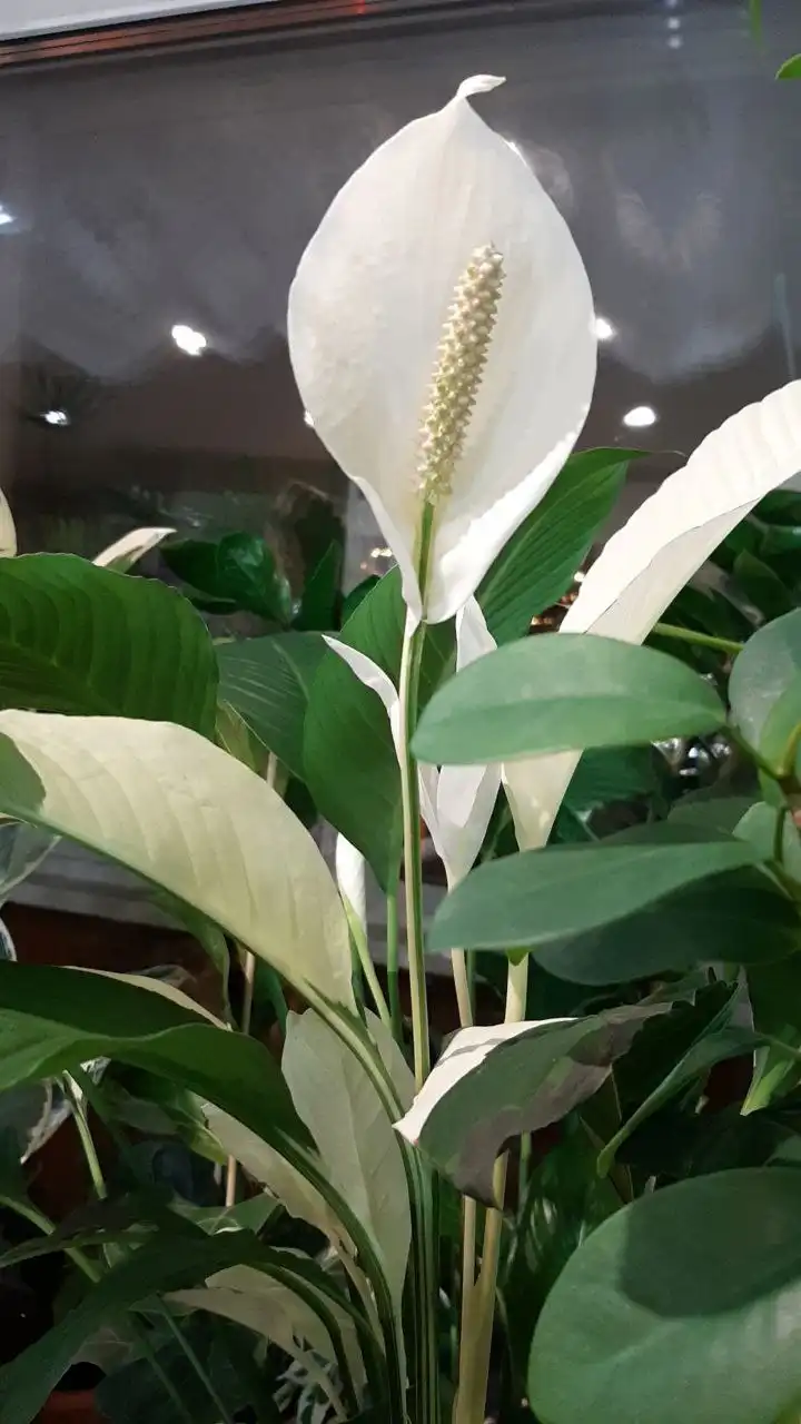 Комнатные растения в Красноярске