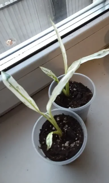 Продажа спатифилумов в Красноярске - Для дома и дачи в Красноярск