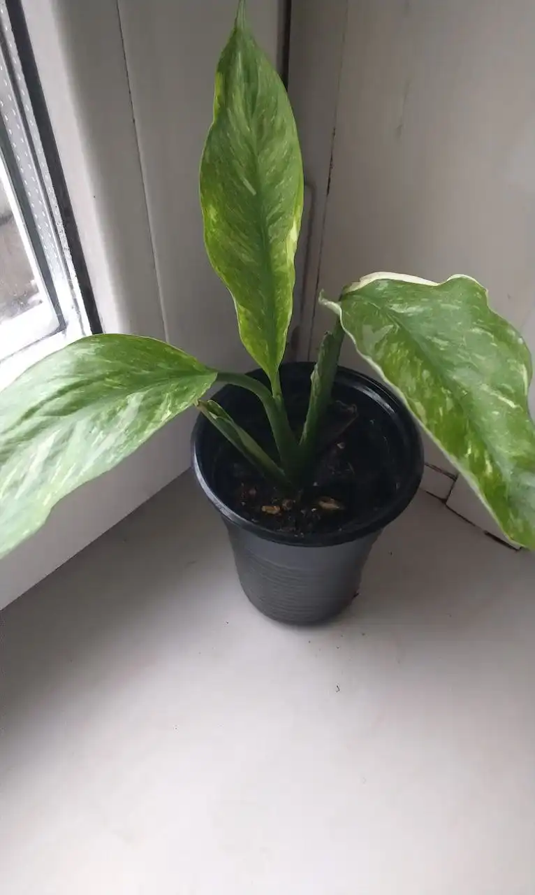 Продажа спатифилумов в Красноярске