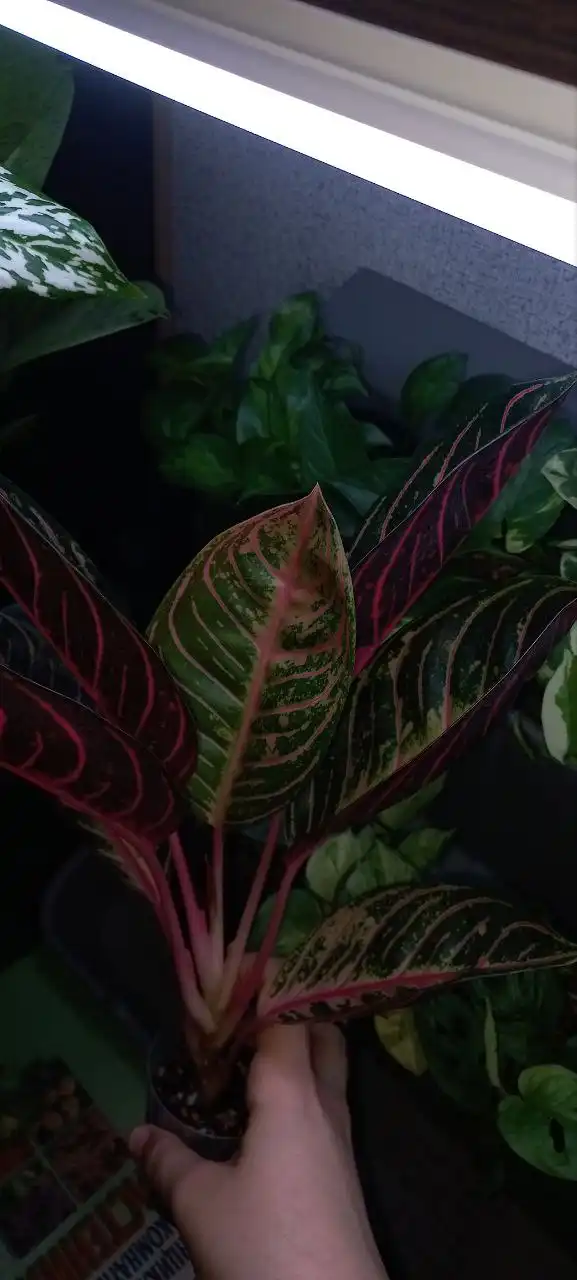 Аглаонема суматра