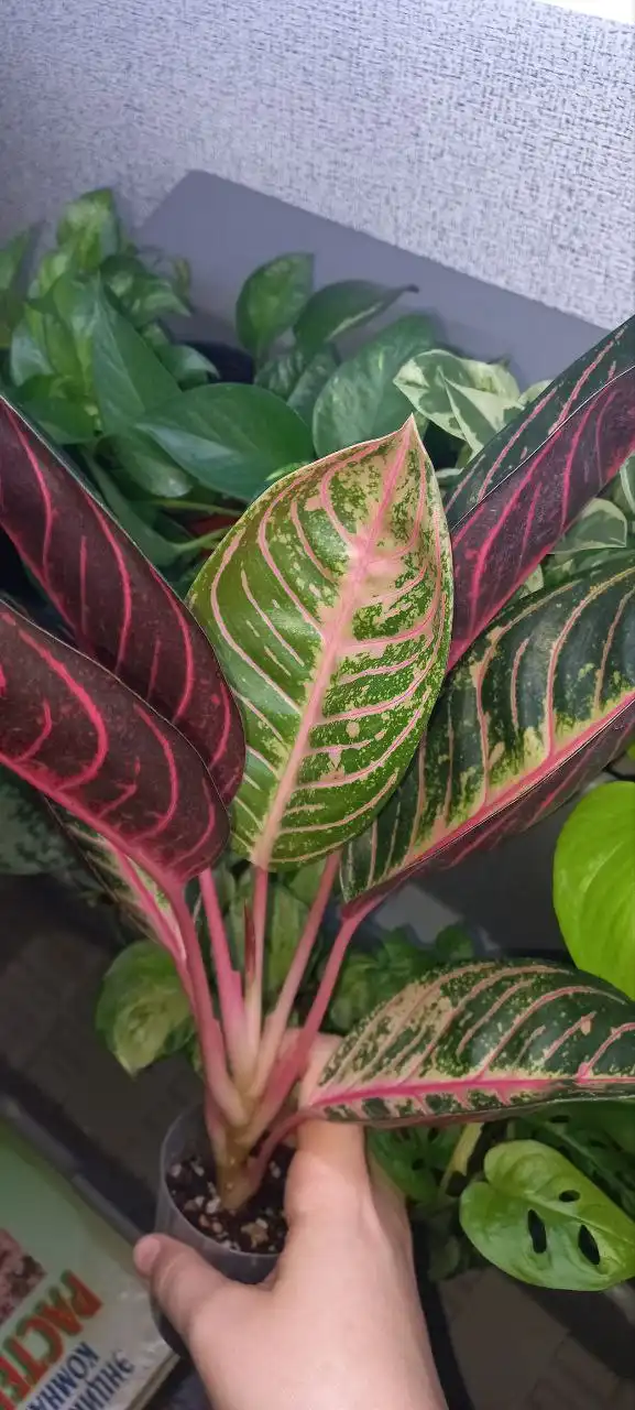 Аглаонема суматра