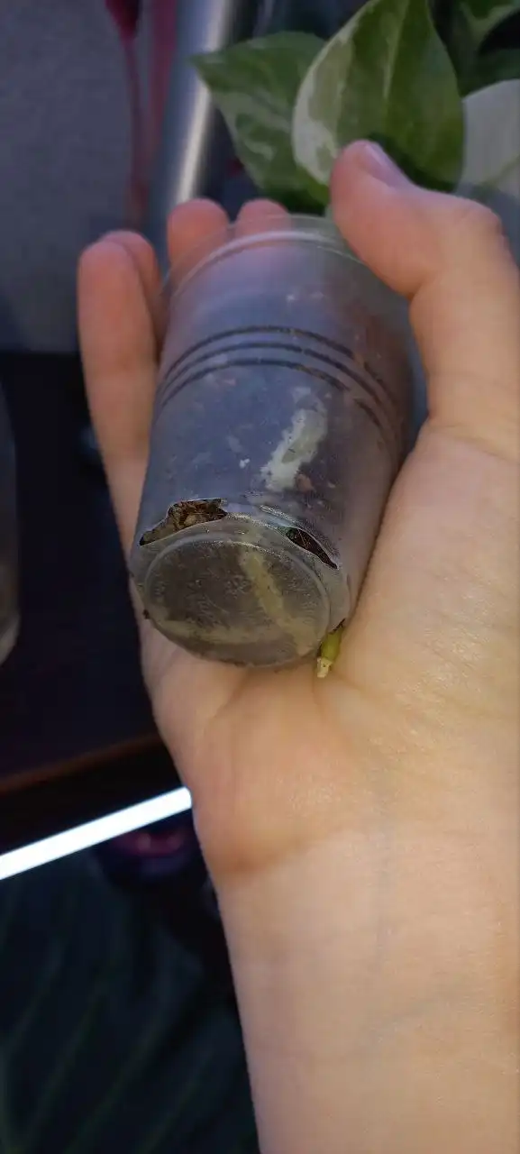 Антуриум вариегатный