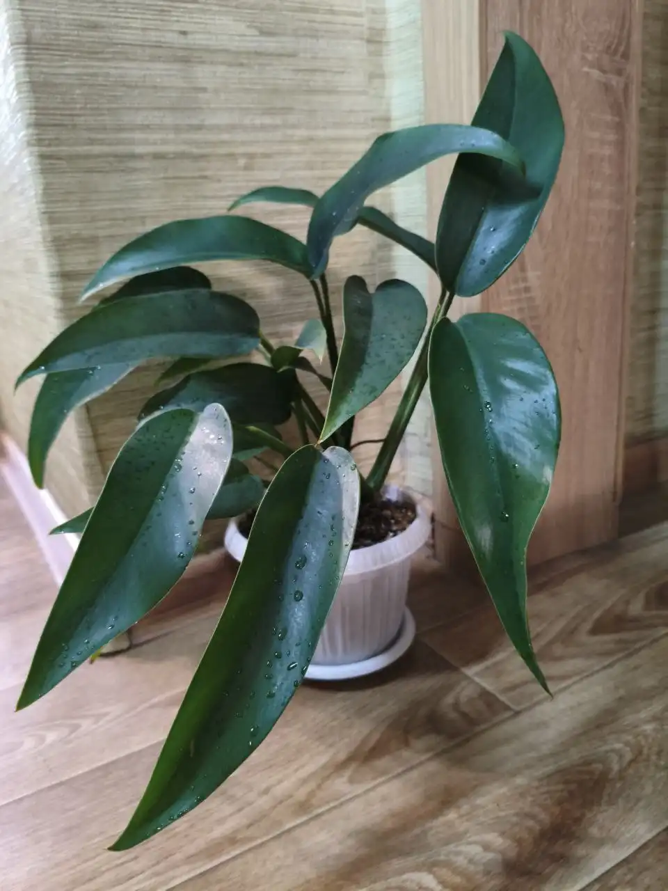 Продажа комнатного растения Эпипремниум гигантеум