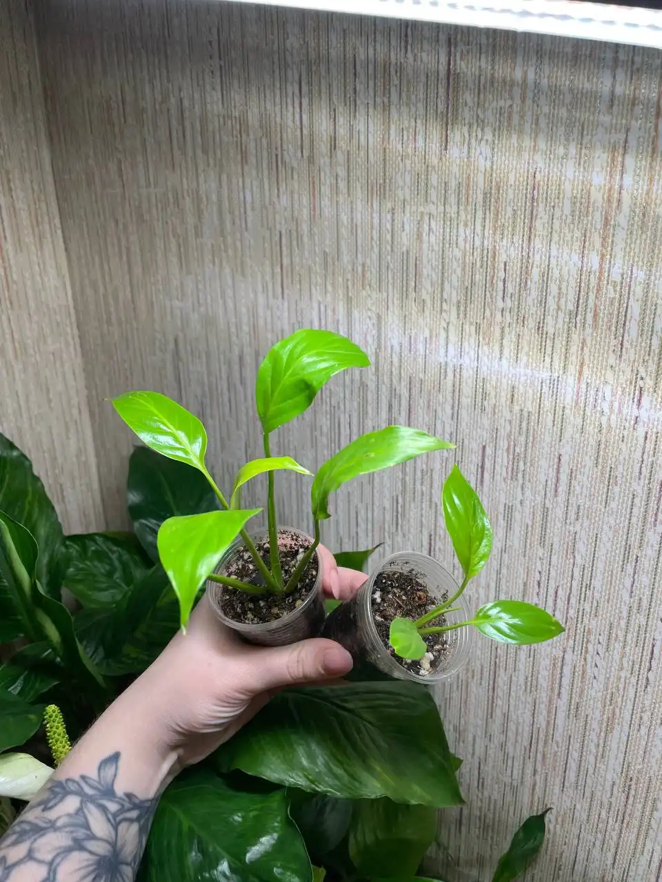 Спатифиллум Неон широколистный