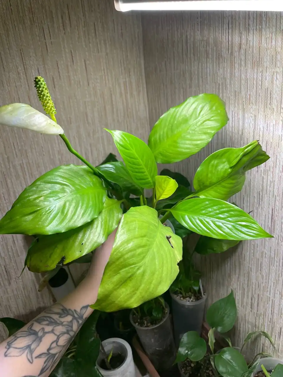 Спатифиллум Неон широколистный