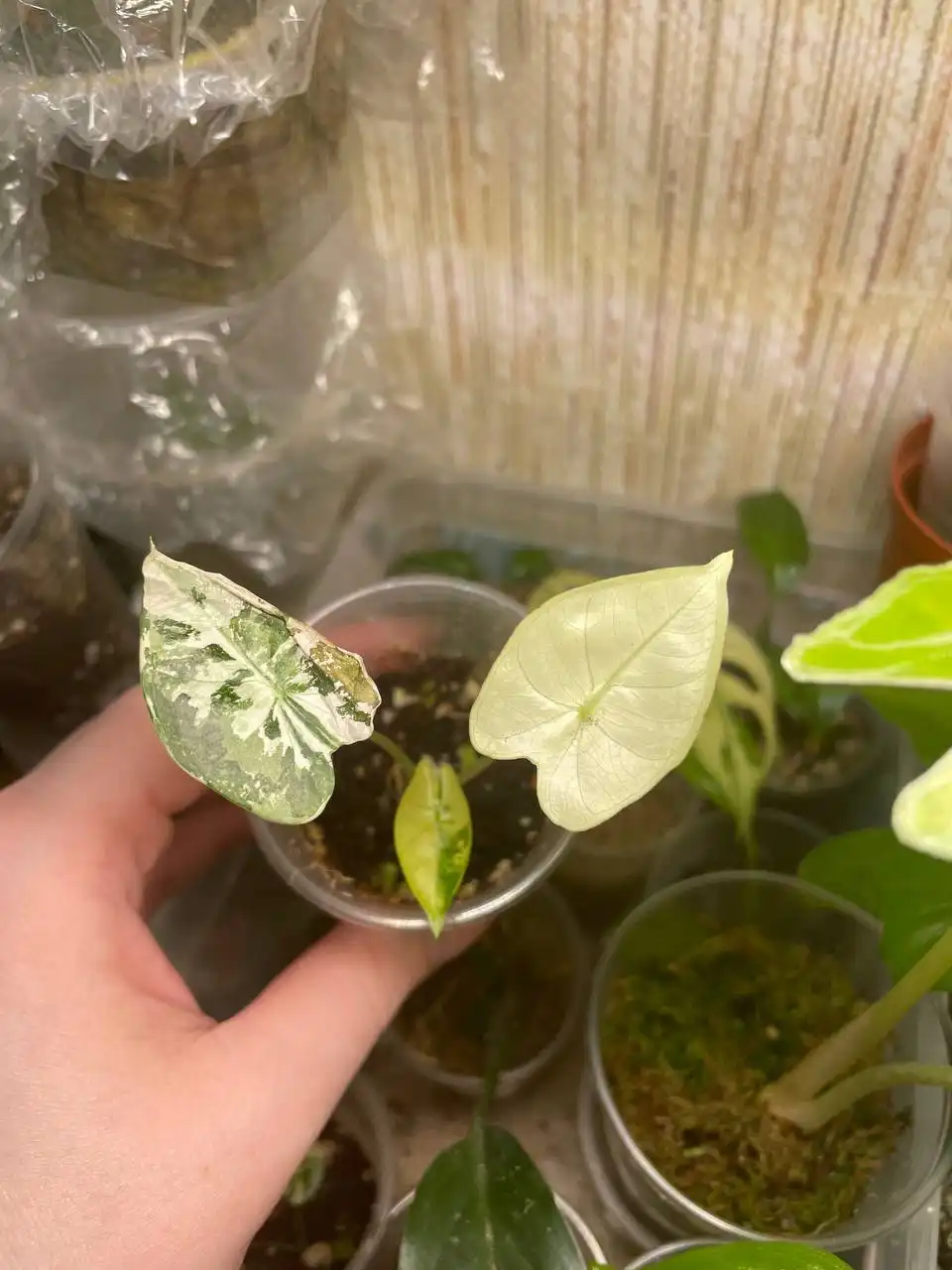 Продажа комнатного растения Алоказия Фрайдек