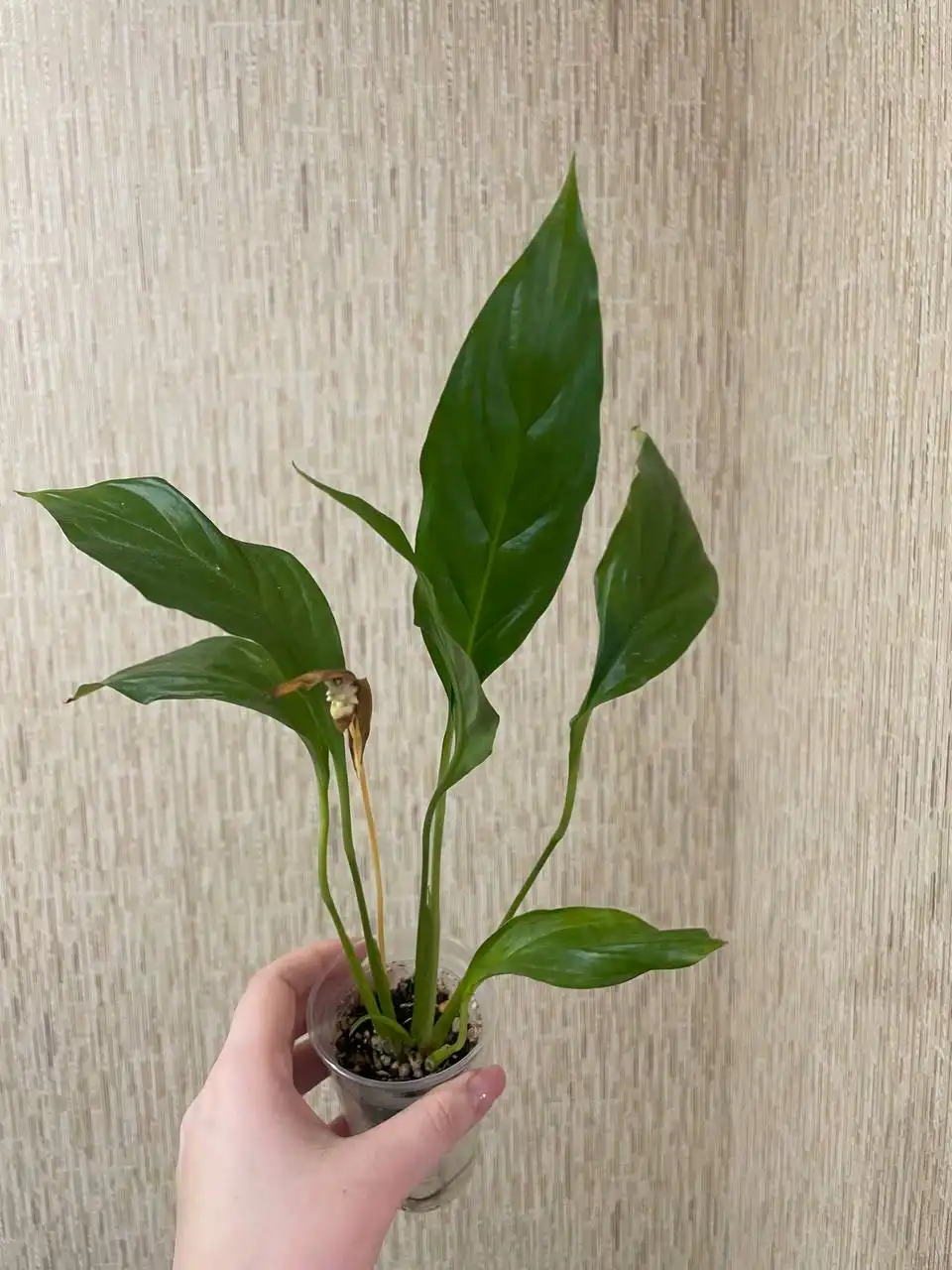 Продам спатифиллум Вивальди