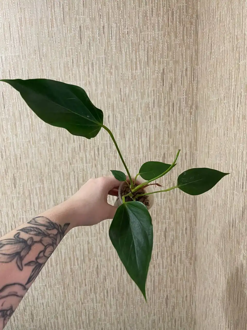 Антуриум бандеролла роя комнатное растение