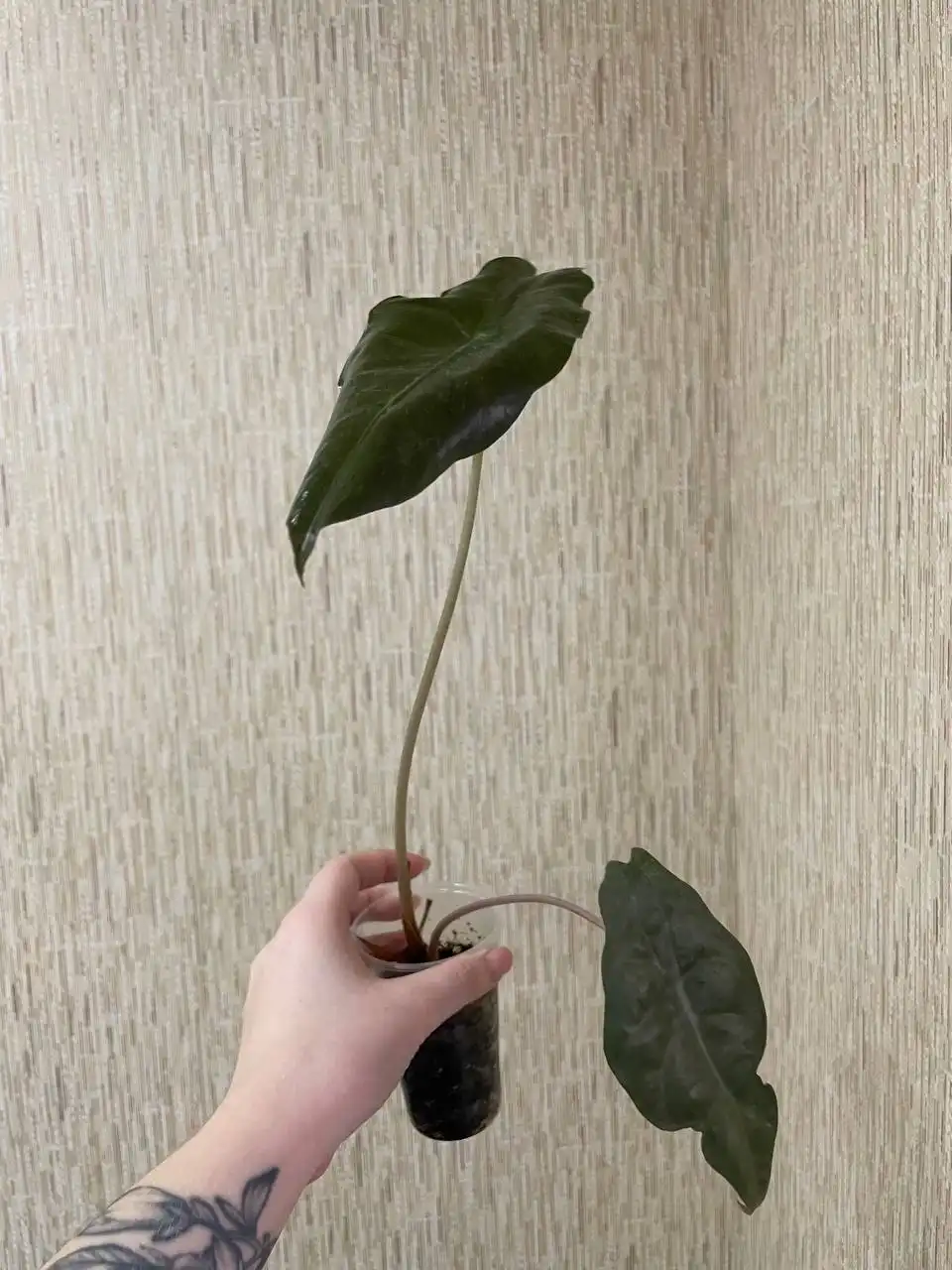 Алоказия Чантриери