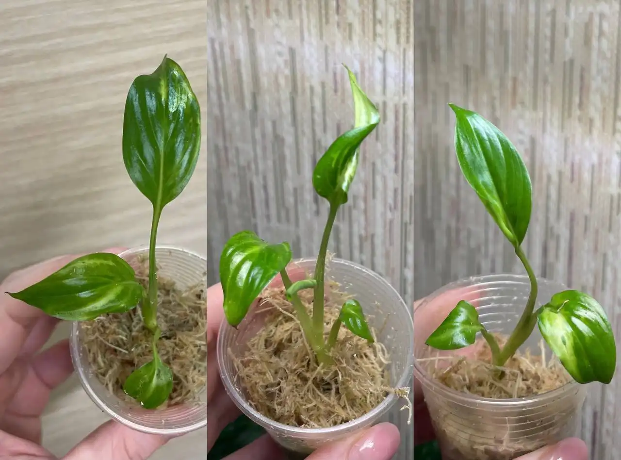 Спатифиллум Блорок - детки