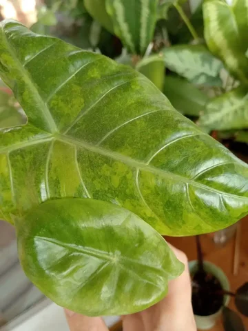 Алоказия Пинк дракон с жёлтым варом - частное объявление в Красноярск