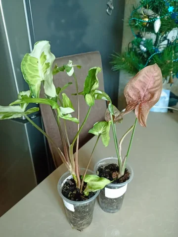 Сингониум Три Короля Неон Пинк - частное объявление в Красноярск