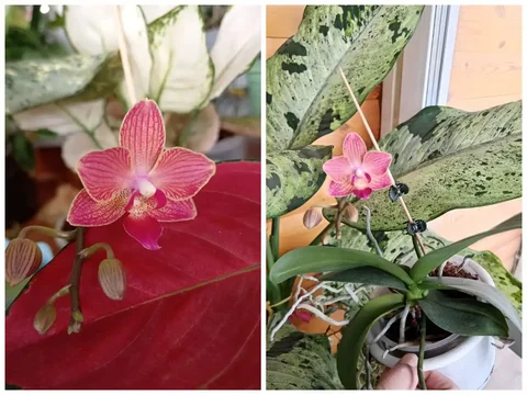 Продам мини орхидею - частное объявление в Красноярск