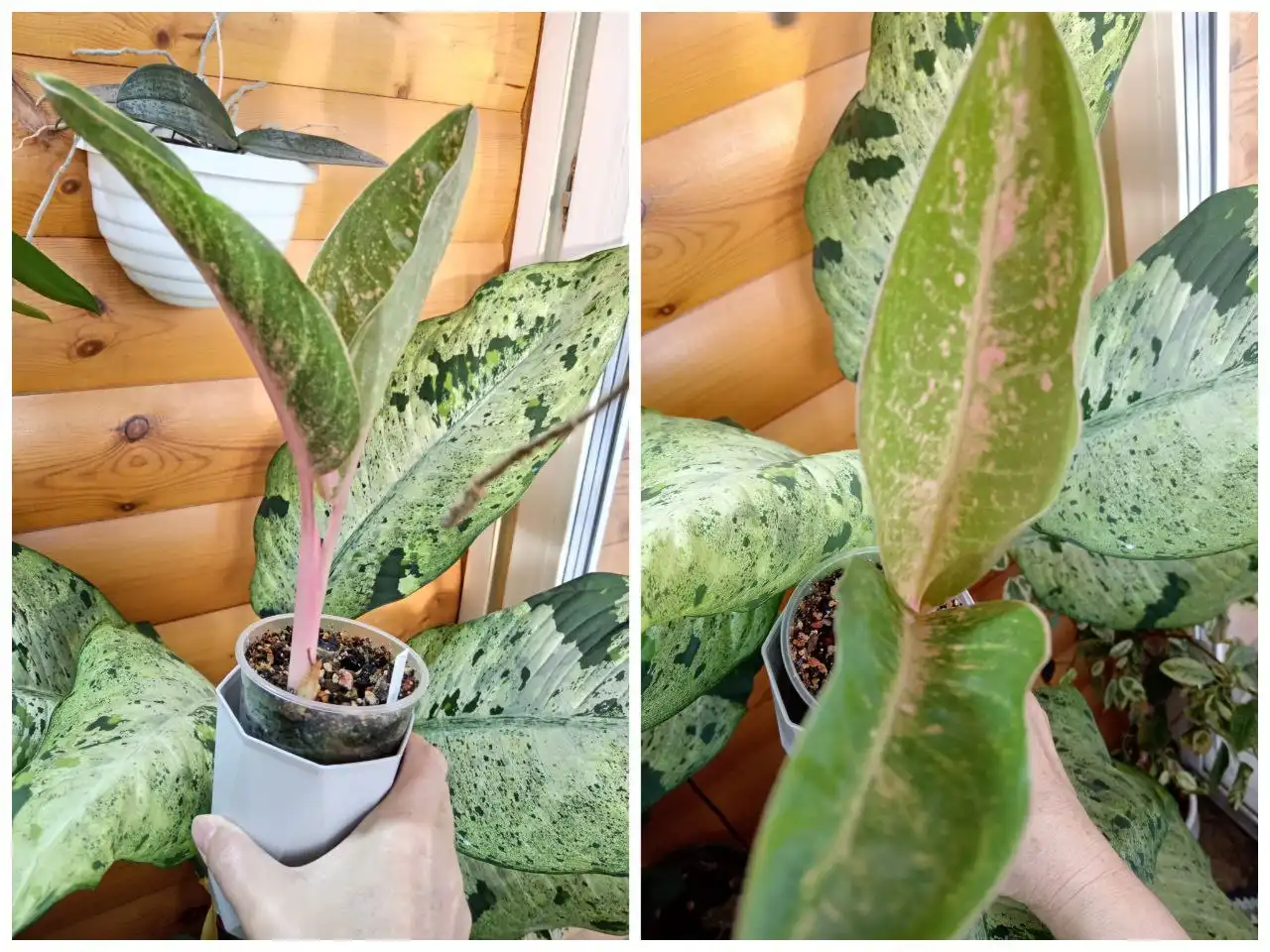 Продам аглаонему Банана